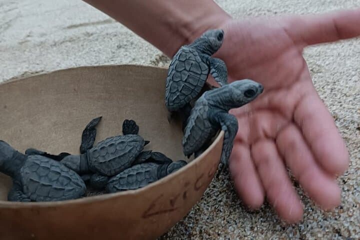 Puerto Escondido Sea Turtle Release: Hands-On Conservation Experience photo 2