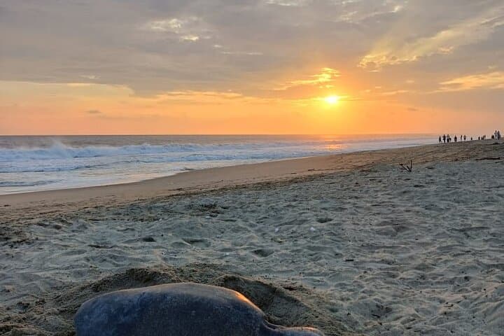 Puerto Escondido Sea Turtle Release: Hands-On Conservation Experience photo 3