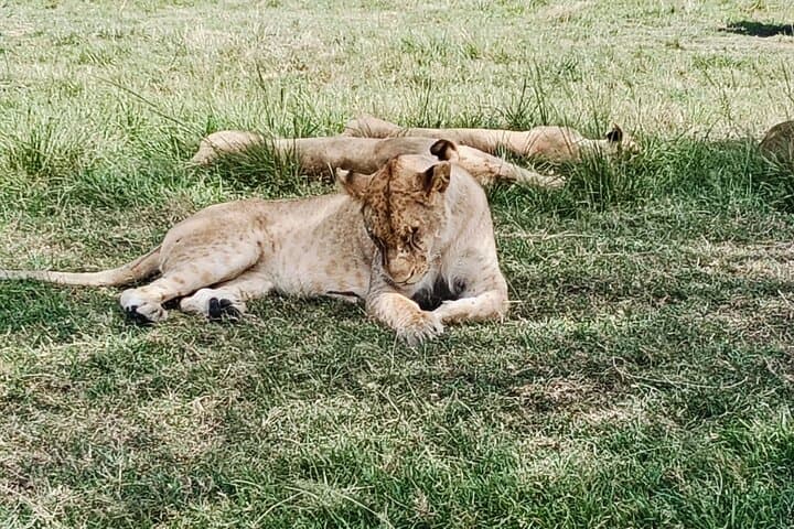 Nairobi Highlights: Giraffe Centre, Orphanage & Bomas Cultural Tour