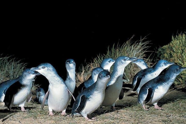 From Kangaroos to Sea Stacks: 5-Day Melbourne, Grampians & Great Ocean Road Scenic Tour photo 3