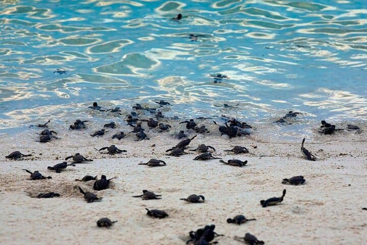Selingan Turtle Island & Sepilok: 2-Day Wildlife Immersion from Sandakan