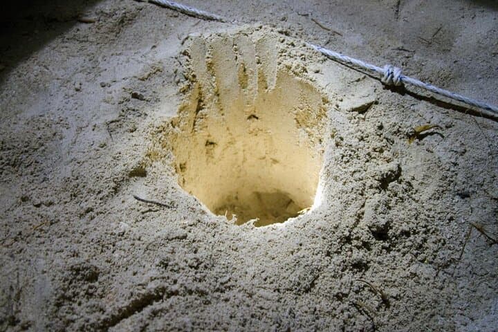 Selingan Turtle Island & Sepilok: 2-Day Wildlife Immersion from Sandakan photo 2