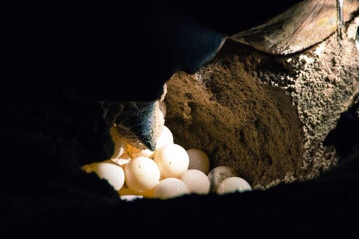 Selingan Turtle Island & Sepilok: 2-Day Wildlife Immersion from Sandakan photo 4