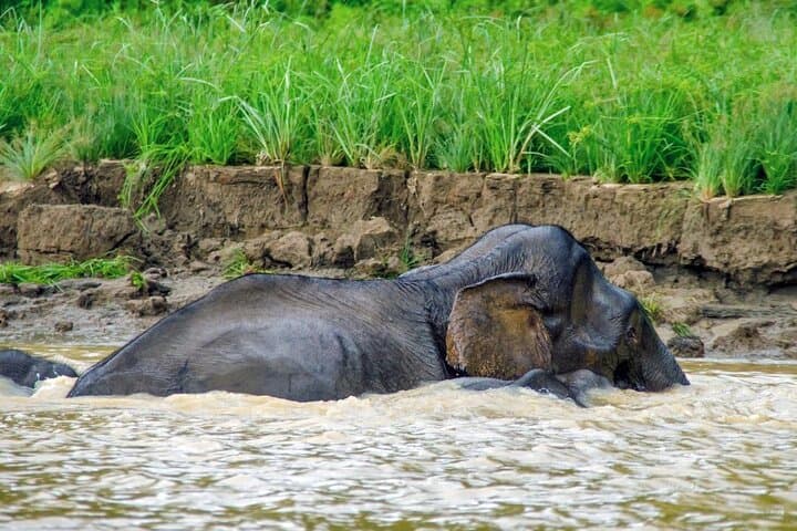 3-Day Kinabatangan Wildlife Escape: Sepilok Orangutan, Sun Bear & Bilit River Lodge