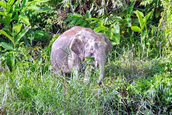3-Day Kinabatangan Wildlife Escape: Sepilok Orangutan, Sun Bear & Bilit River Lodge photo 2