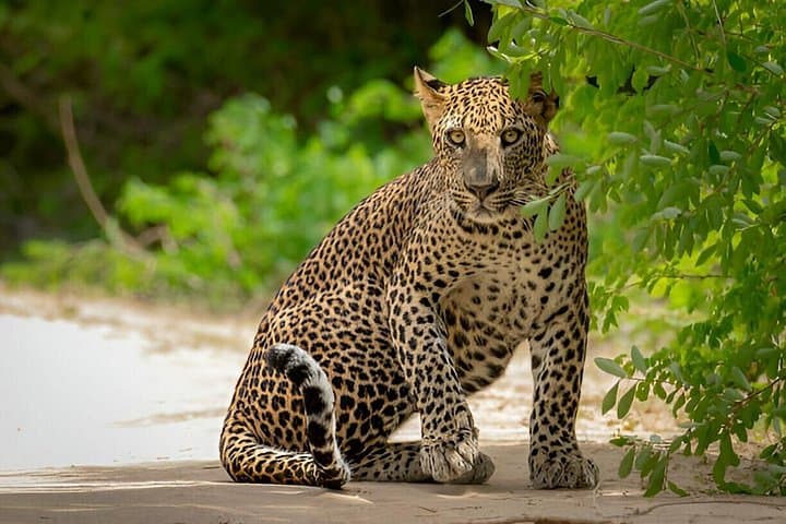 Early-Morning Yala Safari from Ella: Full-Day Leopard and Elephant Game Drive photo 3