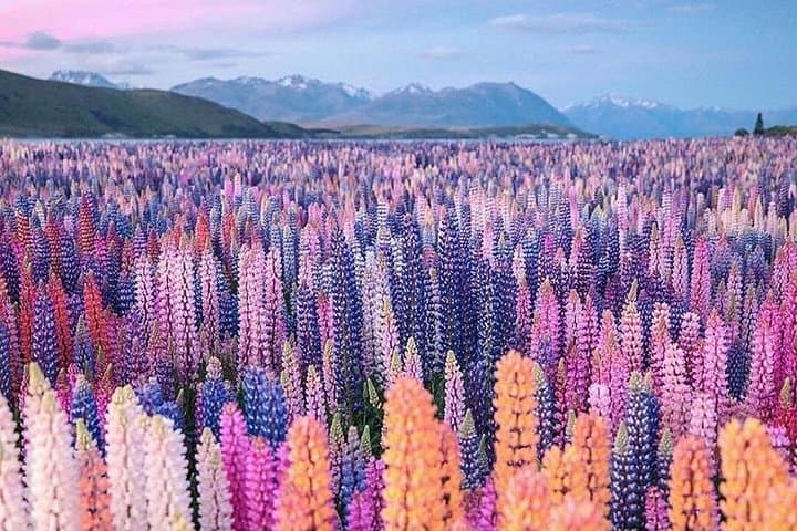 Aoraki / Mt Cook Full-Day Private Tour via Lake Tekapo from Christchurch photo 4