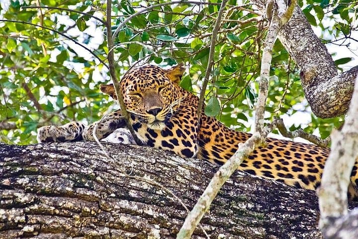 Yala Half-Day Safari: Leopard and Elephant Game Drive in Yala National Park photo 1