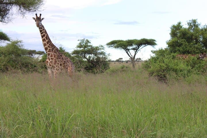 3-Day Serengeti & Ngorongoro Crater Safari: Big Five, Birding & Maasai Culture photo 6