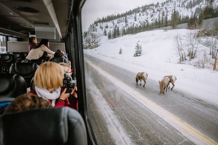 Private Banff Sightseeing Tour — Gondola, Hoodoos & Bow Falls