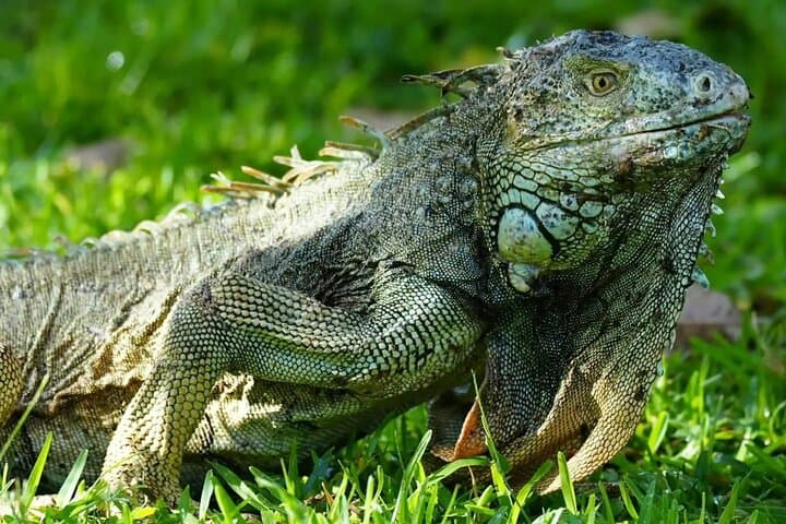 Palo Verde Wildlife Safari: Tempisque River Boat Tour & Traditional Costa Rican Lunch photo 4