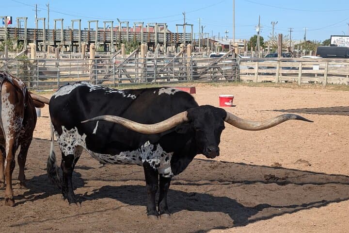 Fort Worth Stockyards Scavenger Hunt Walking Tour