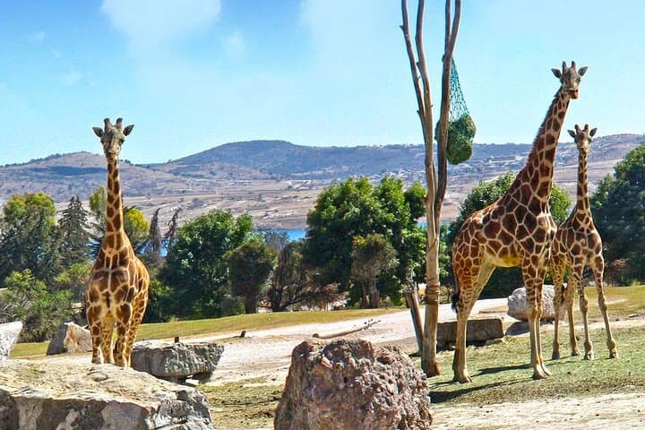 Drive-Through Africam Safari: Full-Day Wildlife Tour from Puebla photo 4