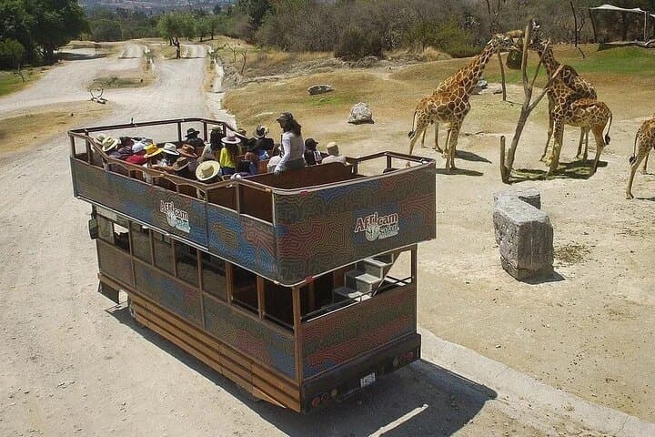 Drive-Through Africam Safari: Full-Day Wildlife Tour from Puebla photo 5