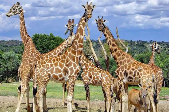 Drive-Through Africam Safari: Full-Day Wildlife Tour from Puebla photo 3