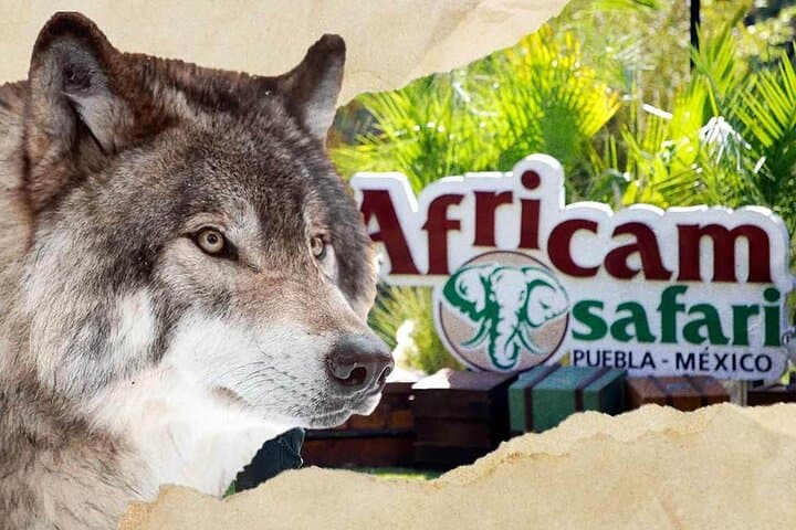 Drive-Through Africam Safari: Full-Day Wildlife Tour from Puebla