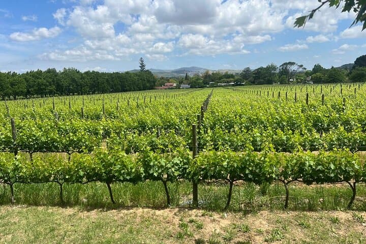 Cheetah Outreach & Winelands Full-Day Tour from Cape Town photo 6