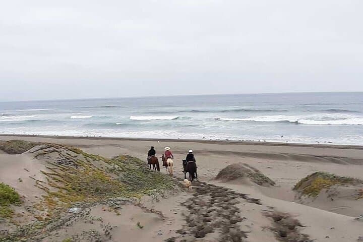 Ritoque Dunes Horseback Riding and Birdwatching Tour photo 2