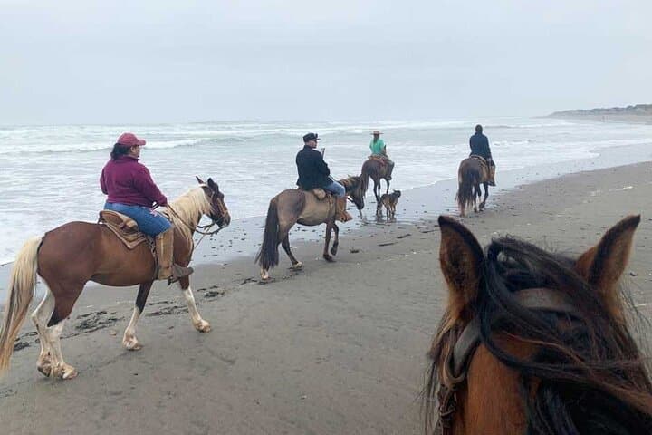 Ritoque Dunes Horseback Riding and Birdwatching Tour