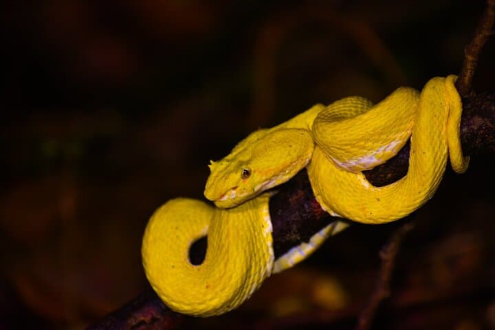 Caribbean Moonlight Hike: Night Wildlife Walk in Limón, Costa Rica photo 3