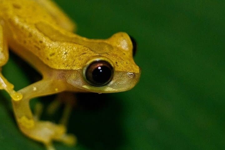 Caribbean Moonlight Hike: Night Wildlife Walk in Limón, Costa Rica photo 4