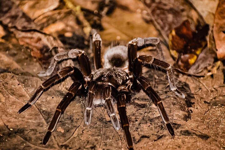 Caribbean Moonlight Hike: Night Wildlife Walk in Limón, Costa Rica photo 5