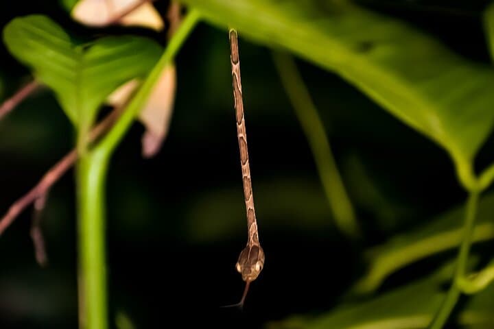 Caribbean Moonlight Hike: Night Wildlife Walk in Limón, Costa Rica photo 6
