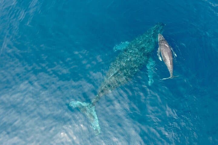 Whale Watching in Okinawa: Naha & Chatan Humpback Tours photo 2