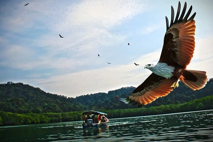 Kilim Geoforest Mangrove Boat Tour & Mardi Agrotechnology Fruit Park — Langkawi Day Trip photo 6