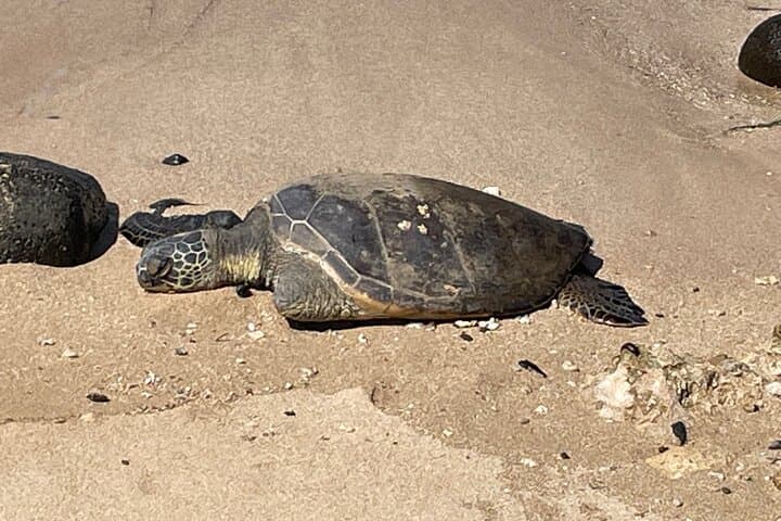 Oahu Circle Island Tour: Swim with Turtles, Diamond Head & North Shore photo 5