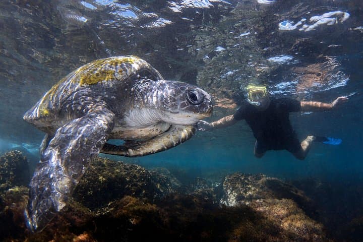Snorkel Cook Island: Swim with Turtles from the Gold Coast photo 4
