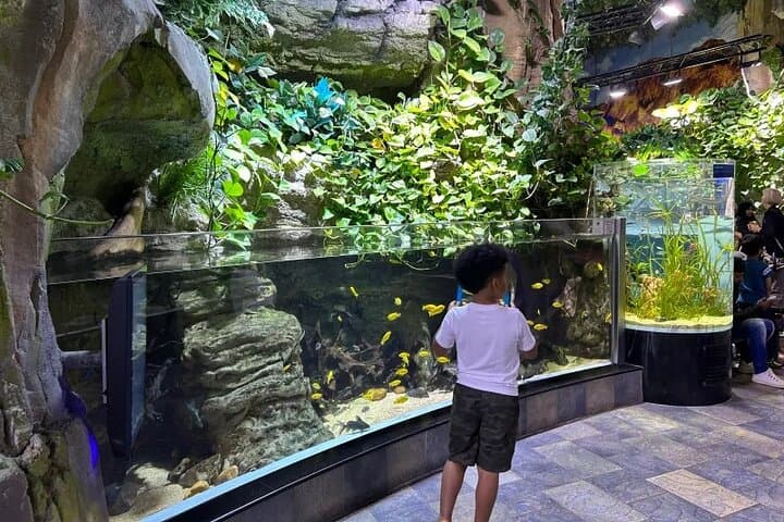 Inside Dubai Aquarium & Underwater Zoo: Walk the 48m Tunnel and Meet Sea Life photo 5