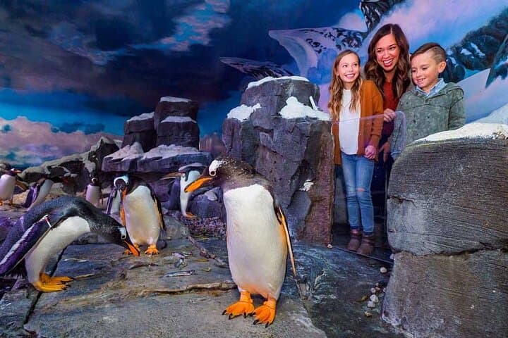Inside Dubai Aquarium & Underwater Zoo: Walk the 48m Tunnel and Meet Sea Life photo 3