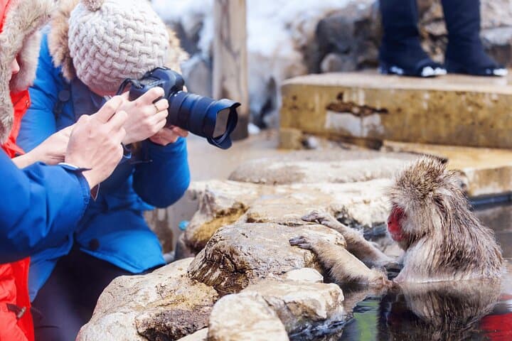 Private Half-Day to Jigokudani: Watch Japan’s Snow Monkeys in the Hot Springs