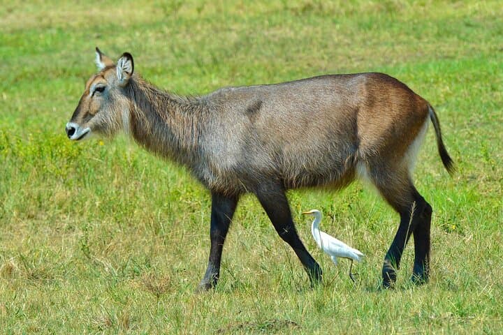 One-Day Akagera Big Five Safari and Lake Ihema Boat Cruise photo 1