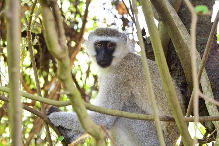 One-Day Akagera Big Five Safari and Lake Ihema Boat Cruise photo 2