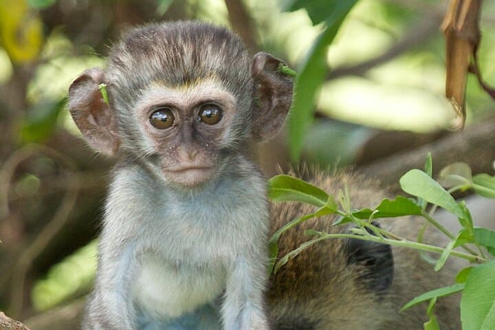 One-Day Akagera Big Five Safari and Lake Ihema Boat Cruise photo 4
