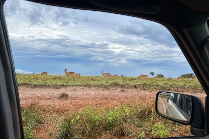 3-Day Murchison Falls Safari: Game Drives, Nile Cruise & Falls Hike photo 2