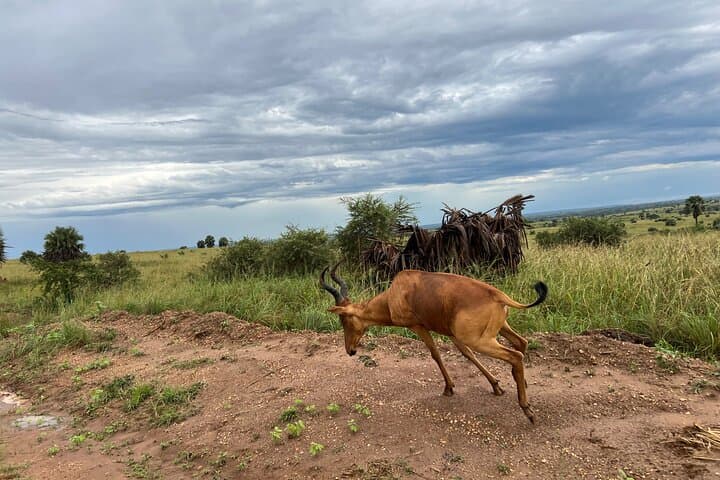 3-Day Murchison Falls Safari: Game Drives, Nile Cruise & Falls Hike photo 3