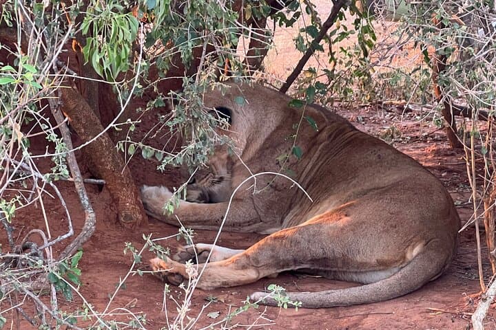 3-Day Murchison Falls Safari: Game Drives, Nile Cruise & Falls Hike photo 5