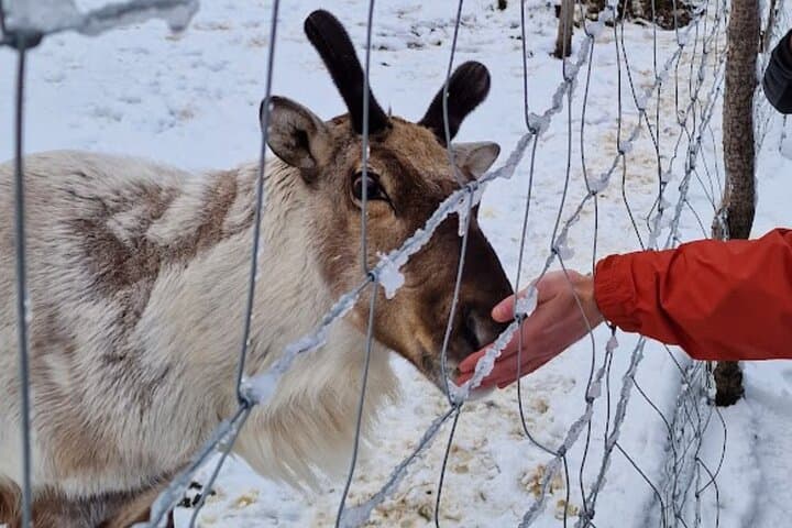 Stuðlagil Canyon and Reindeer Park: Full-Day Guided Tour from Egilsstaðir