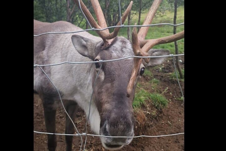 Stuðlagil Canyon and Reindeer Park: Full-Day Guided Tour from Egilsstaðir photo 4
