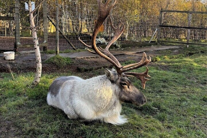 Stuðlagil Canyon and Reindeer Park: Full-Day Guided Tour from Egilsstaðir photo 6