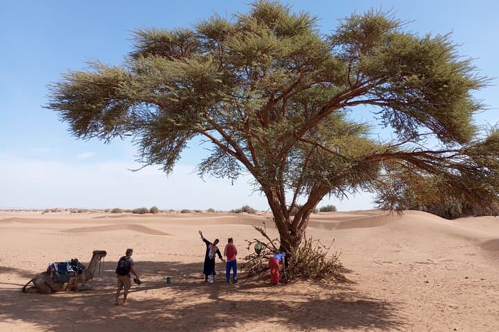 2-Day Private Sahara Tour from Marrakech to M'Hamid: Camel Ride & Berber Camp photo 5