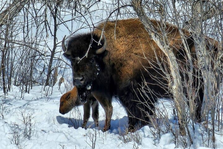 Winter Grand Circuit: Yellowstone, Grand Teton and Mount Rushmore in 7 Days photo 4