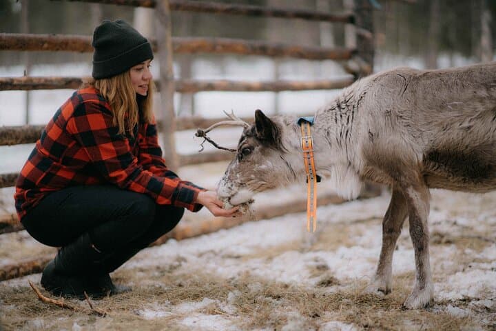Reindeer Herding & Snowmobile Sleigh Ride in Lompolo: Lapland Wilderness Lunch
