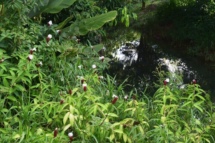 Arenal Volcano & Hot Springs Day Tour from San José photo 5