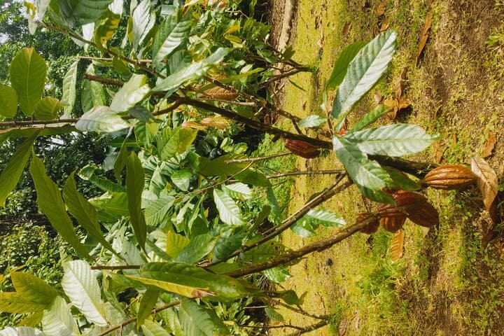 Sloth Rainforest Hike with Chocolate & Coffee Tasting — Tamarindo, Costa Rica photo 6