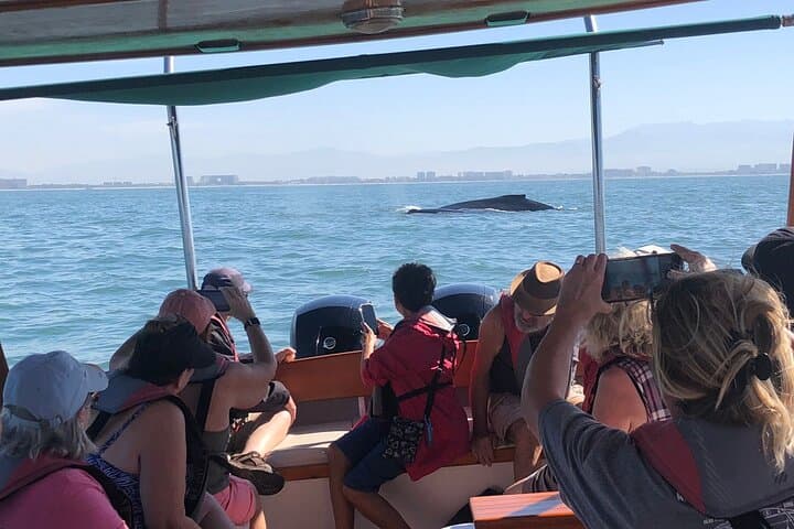 Puerto Vallarta Whale Watching: 4-Hour Eco-Friendly Small-Group Tour photo 3
