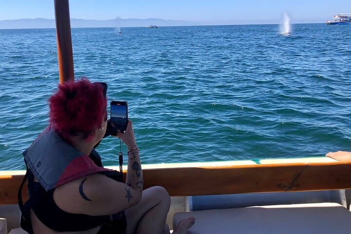 Puerto Vallarta Whale Watching: 4-Hour Eco-Friendly Small-Group Tour photo 4